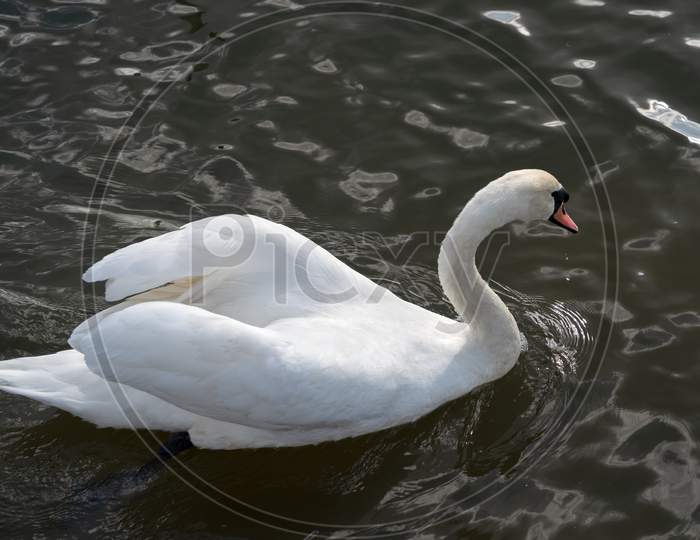 Mute Swan On Tilgate Park Lake In Crawley