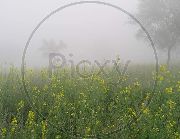 Winter Season, Struggling Plants Of Mustard Under Heavy Snowy Foggy Weather In Rural Countryside India.