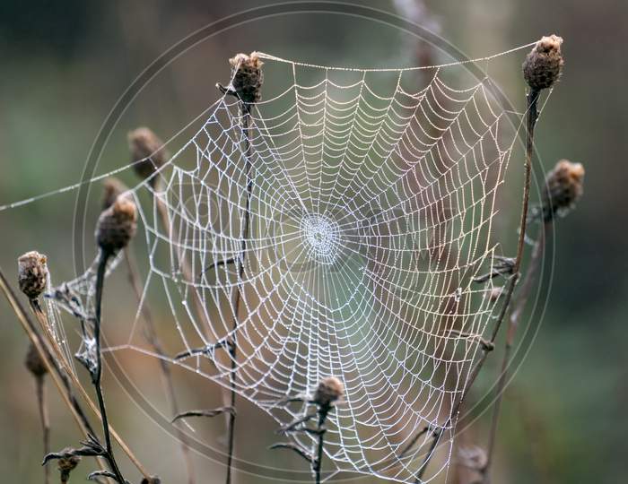 Spiders Web Glistening With Water Droplets From The Autumn Dew