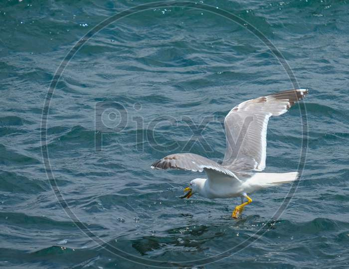 Seagull Catching A Fish In Istanbul