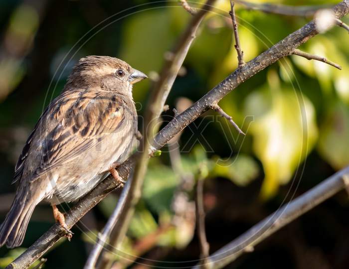 Sparrow (Passeridae) Resting On A Branch In The Spring Sunshine