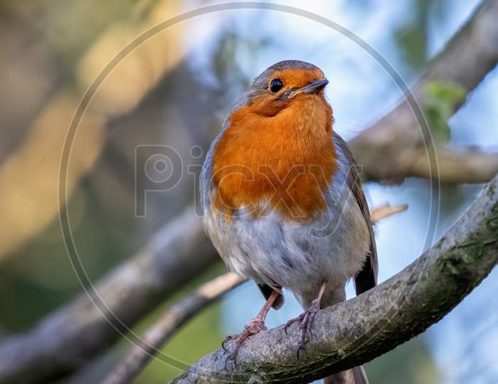 Robin Looking Alert In A Tree On A Spring Day