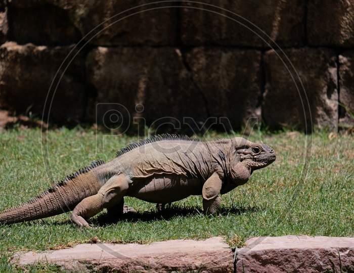 Fuengirola, Andalucia/Spain - July 4 : Rhinoceros Iguana (Cyclura Cornuta) In The Bioparc Fuengirola Costa Del Sol Spain On July 4, 2017