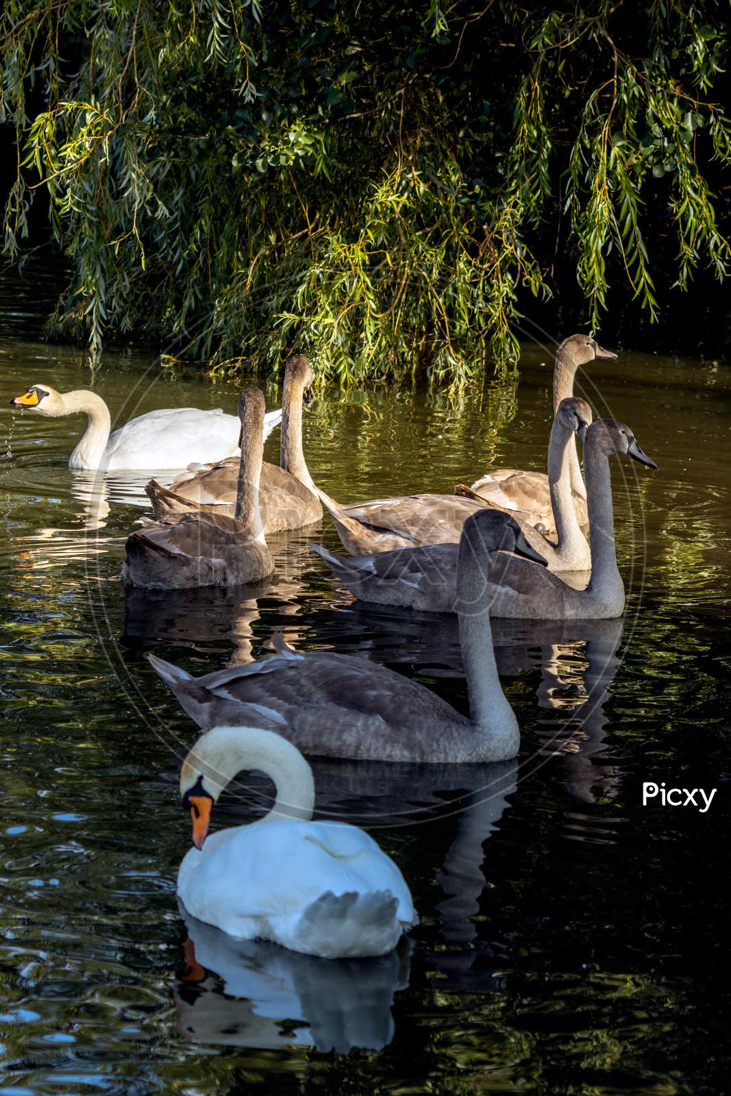 Image Of Mute Swans And Cygnets Illuminated In The Sunshine On ...