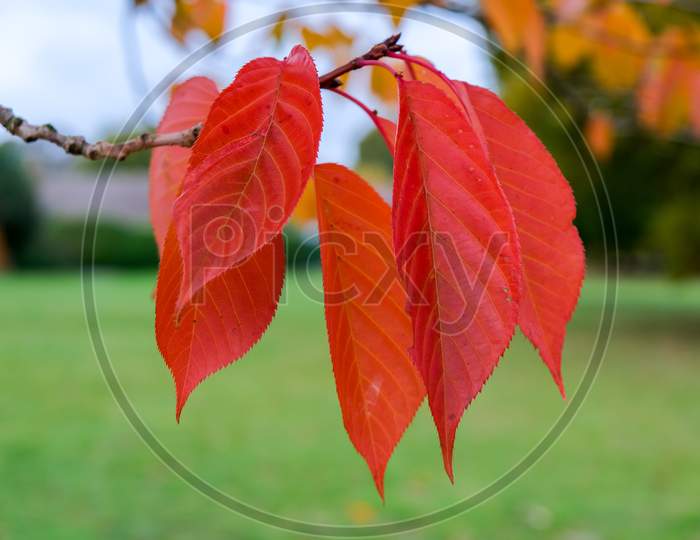 Bird Cherry (Prunus Padus) Tree Leaves In Autumn In East Grinstead