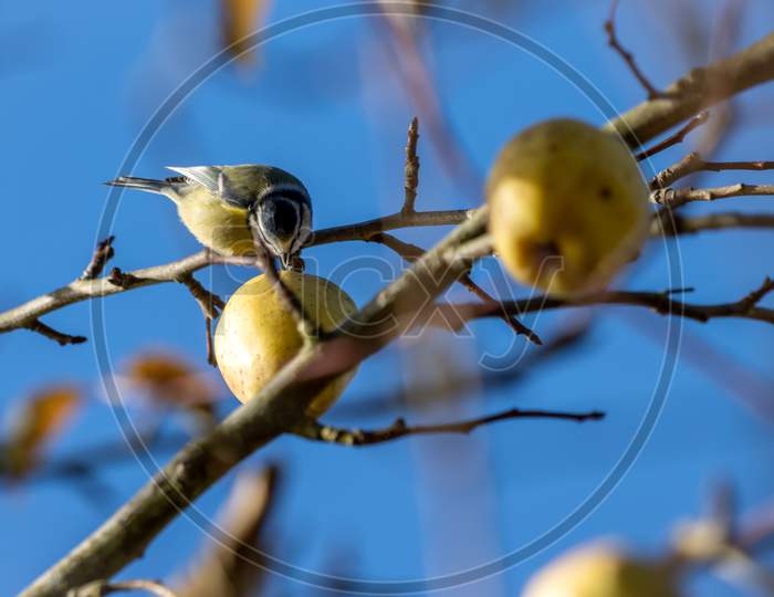 Blue Tit Eating A Wild Apple On A Sunny Autumn Day