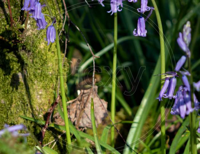 A Clump Of Bluebells Flowering In The Spring Sunshine