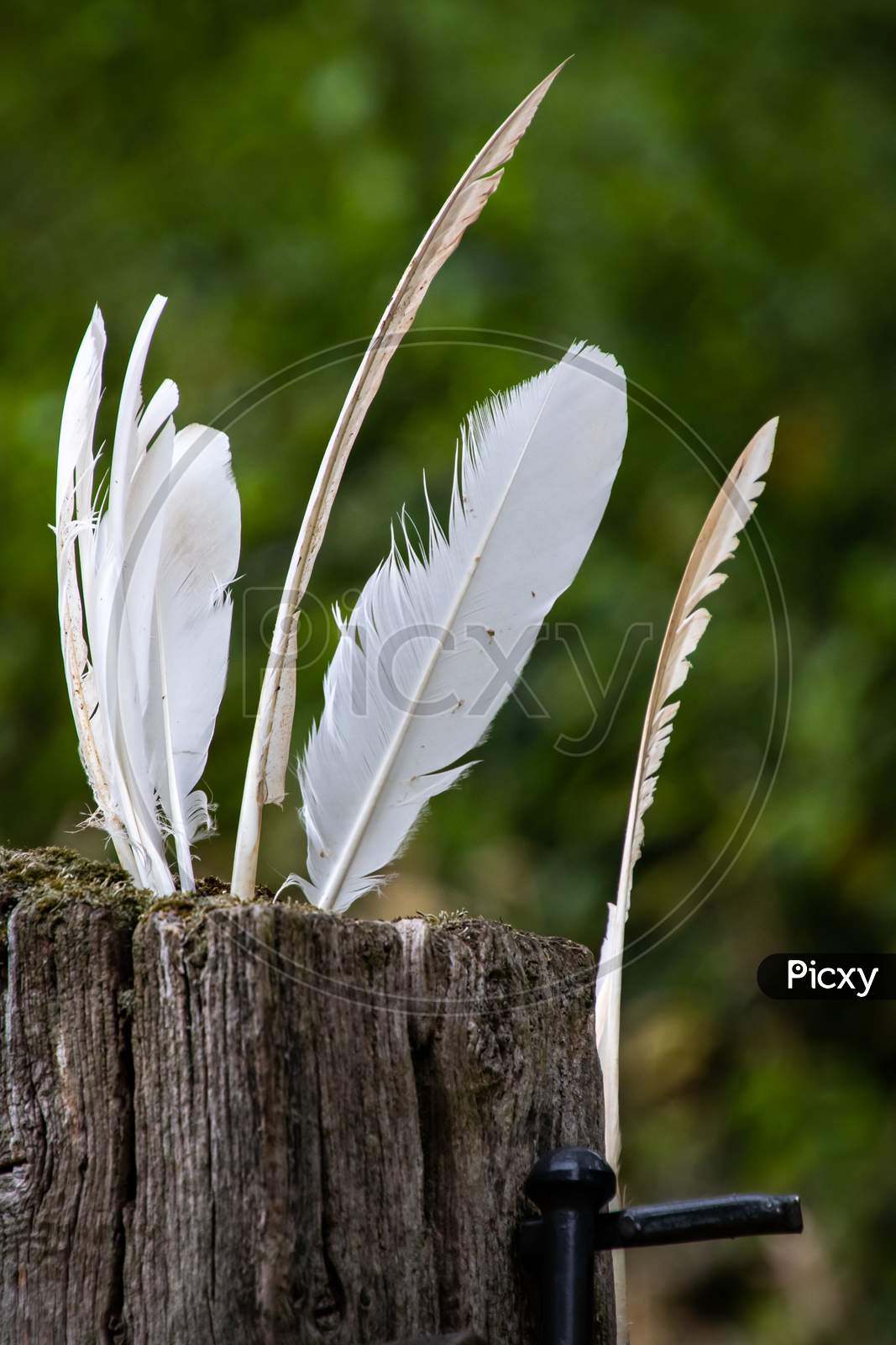 White Feathers Stuck In A Rotting Wooden Gatepost