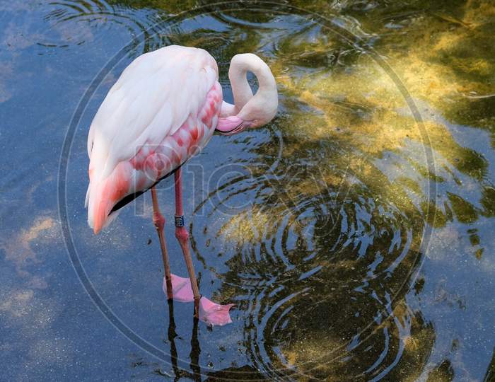 Fuengirola, Andalucia/Spain - July 4 : Greater Flamingos (Phoenicopterus Roseus) At The Bioparc Fuengirola Costa Del Sol Spain On July 4, 2017