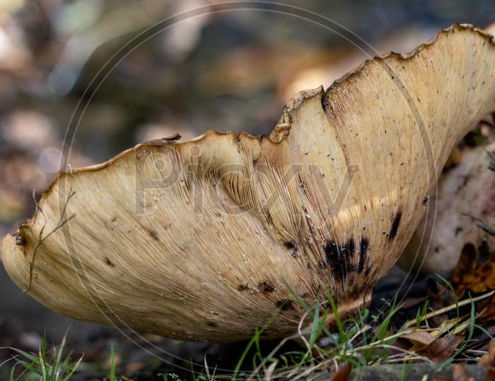 Shelf Fungus, Also Called Bracket Fungus (Basidiomycete) Growing On A Fallen Tree
