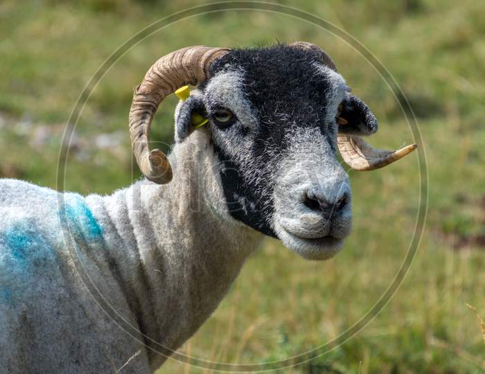 Portrait Of A Goat Near The Village Of Conistone In The Yorkshire Dales National Park