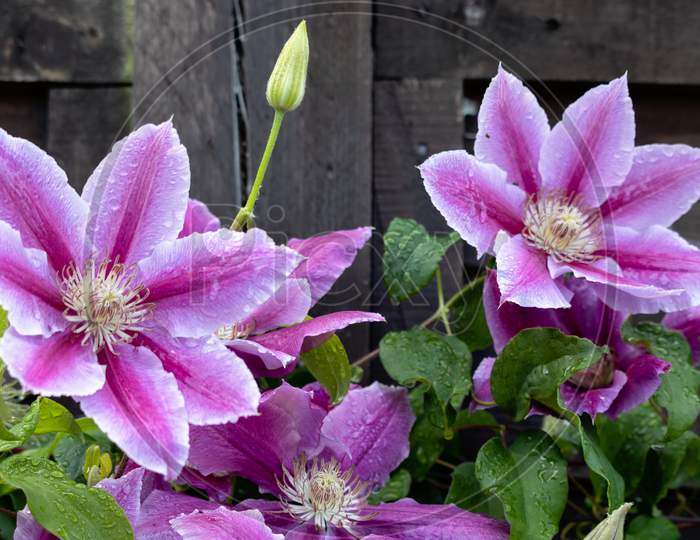 Raindrops On A Pink Clematis Blooming In An English Garden