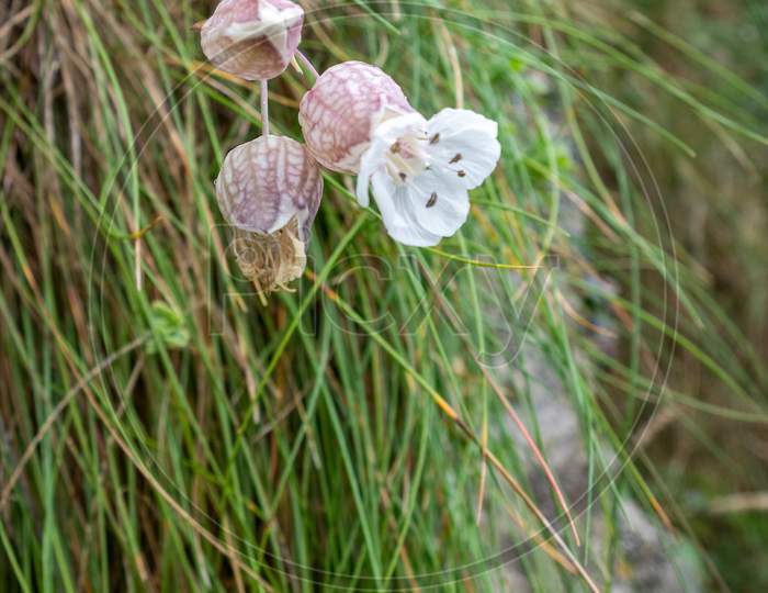 Sea Campion (Silene Uniflora) Growing From A Wall In Little Haven Pembrokeshire