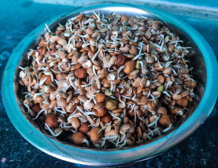 Sprouts Are The Premature Growth Of A Plant From A Germinated Seed.