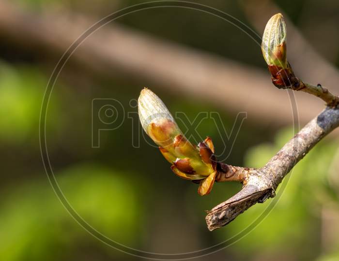 Sticky Buds Of The Horse Chesnut Tree Bursting Into Leaf