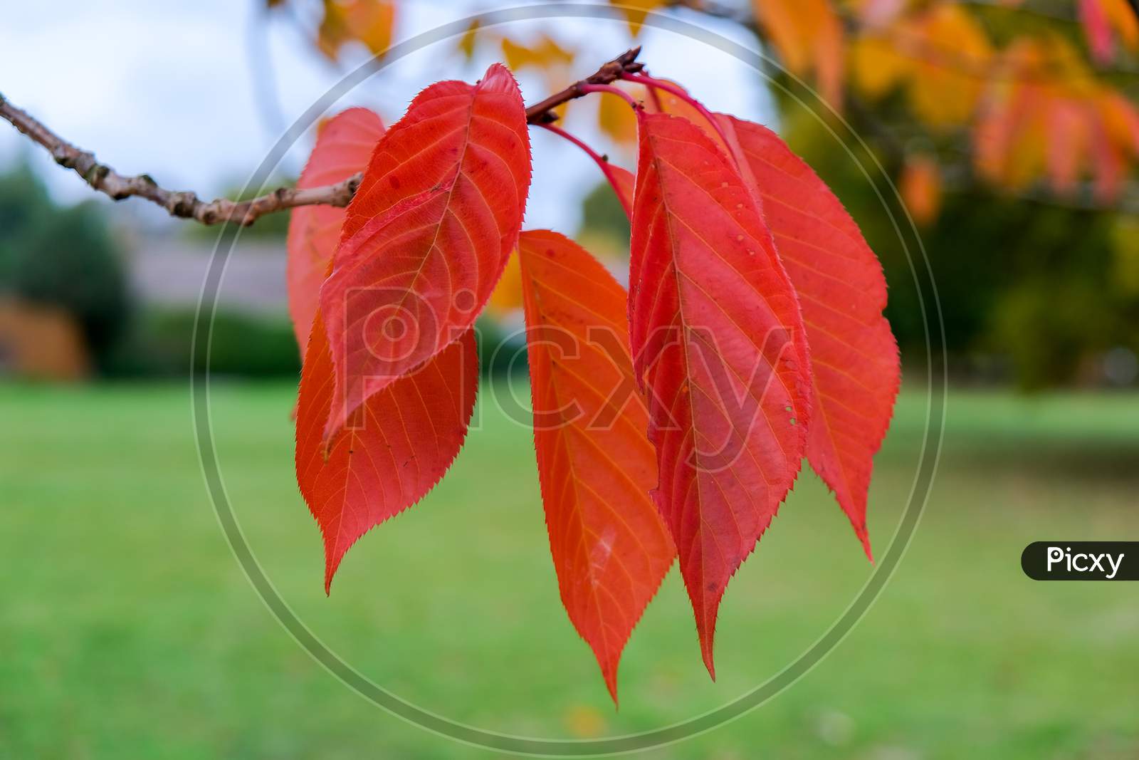 Bird Cherry (Prunus Padus) Tree Leaves In Autumn In East Grinstead