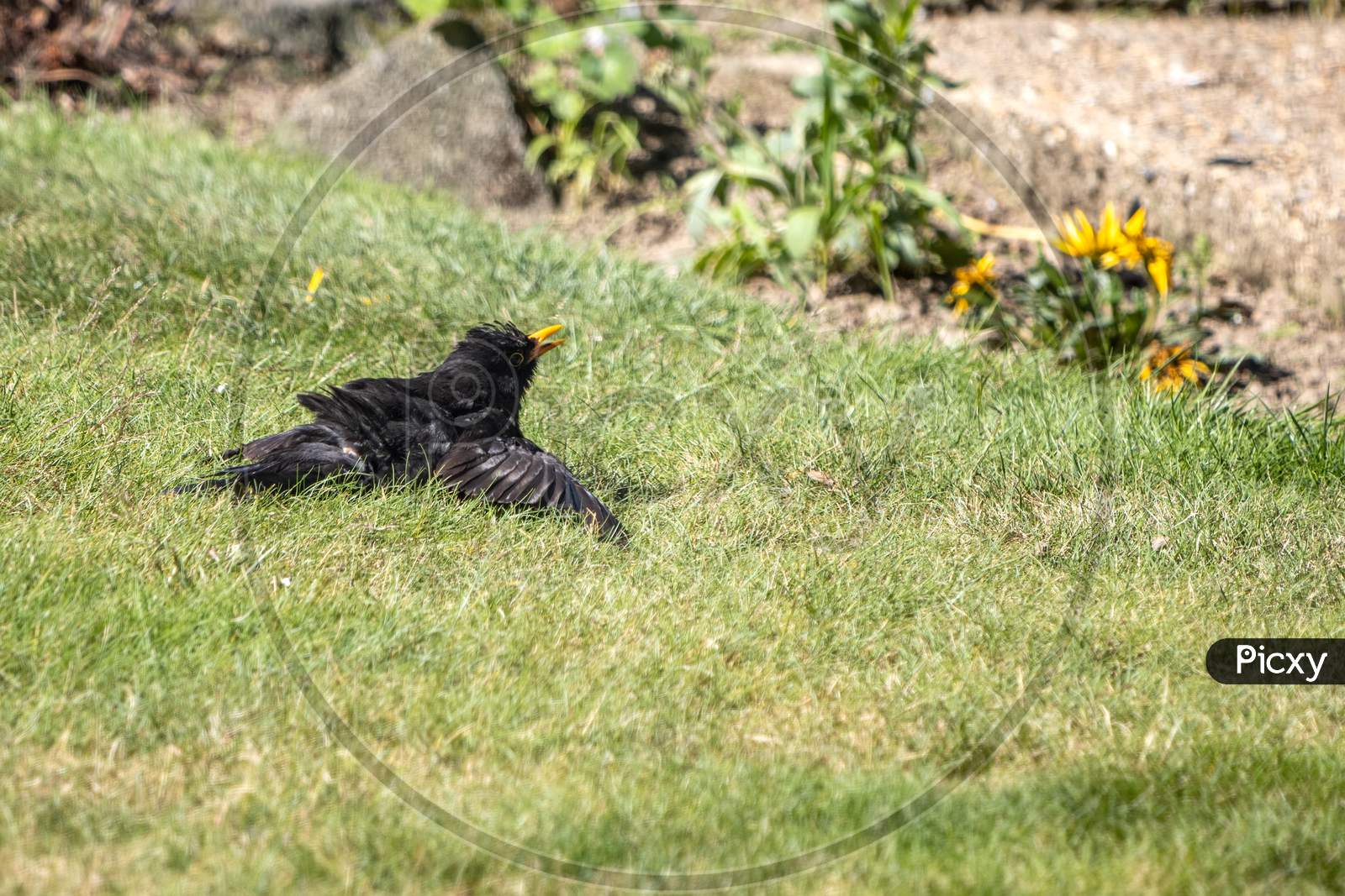 Blackbird (Turdus Merula) In The Grass