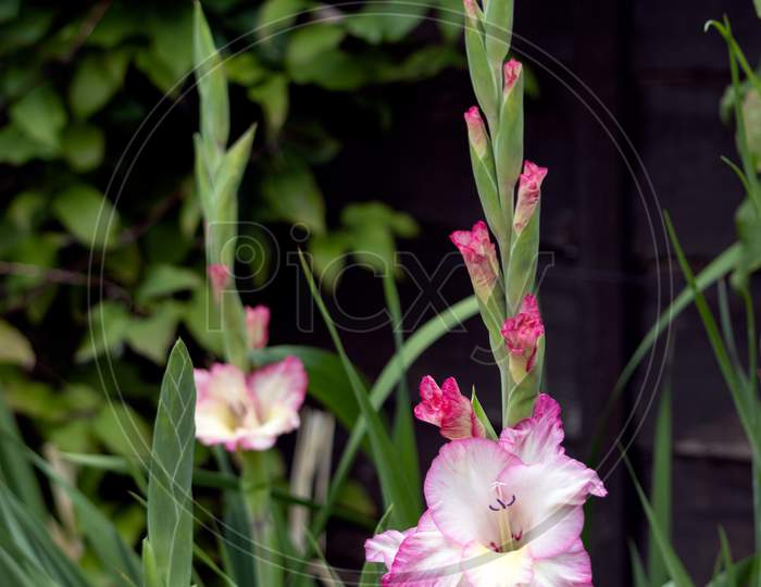 Pink And White Hybrid Gladiolus Flowering In An English Garden