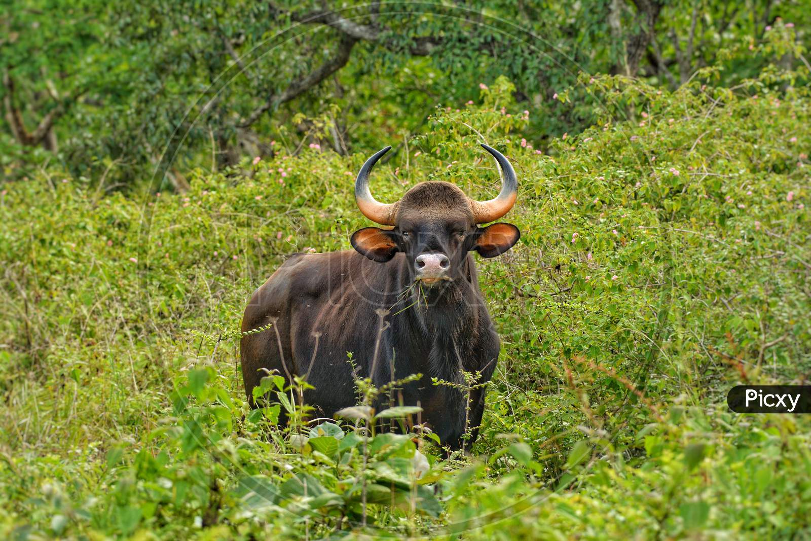 Indian Bull Gaur