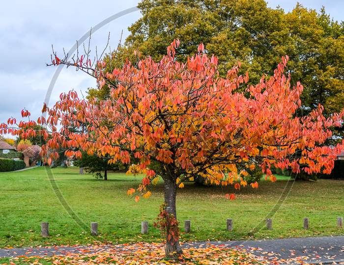 Bird Cherry (Prunus Padus) Tree In Autumn In East Grinstead