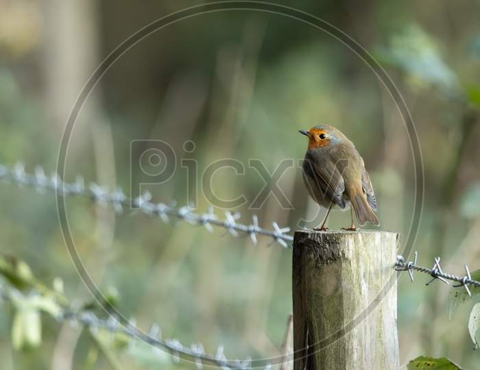 Robin Standing On A Wooden Fence Post