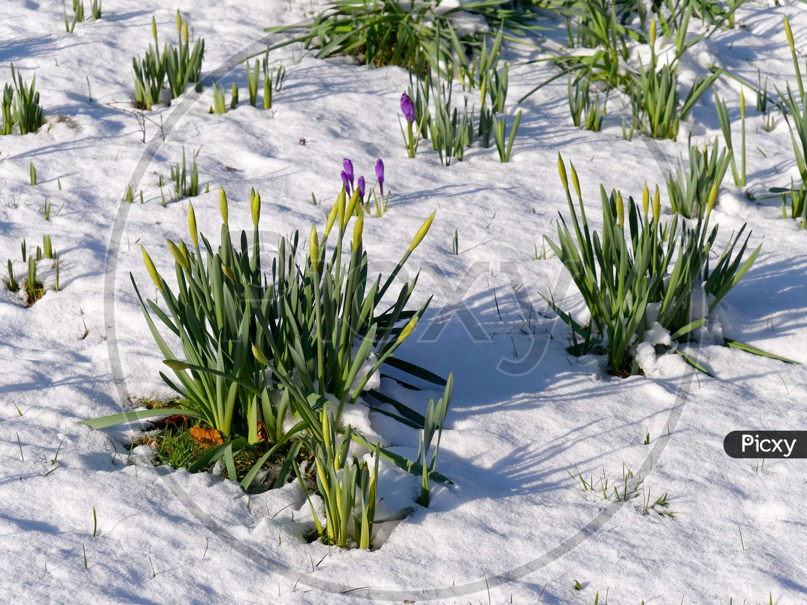 Daffodils In Bud And Crocuses Flowering In The Snow In East Grinstead