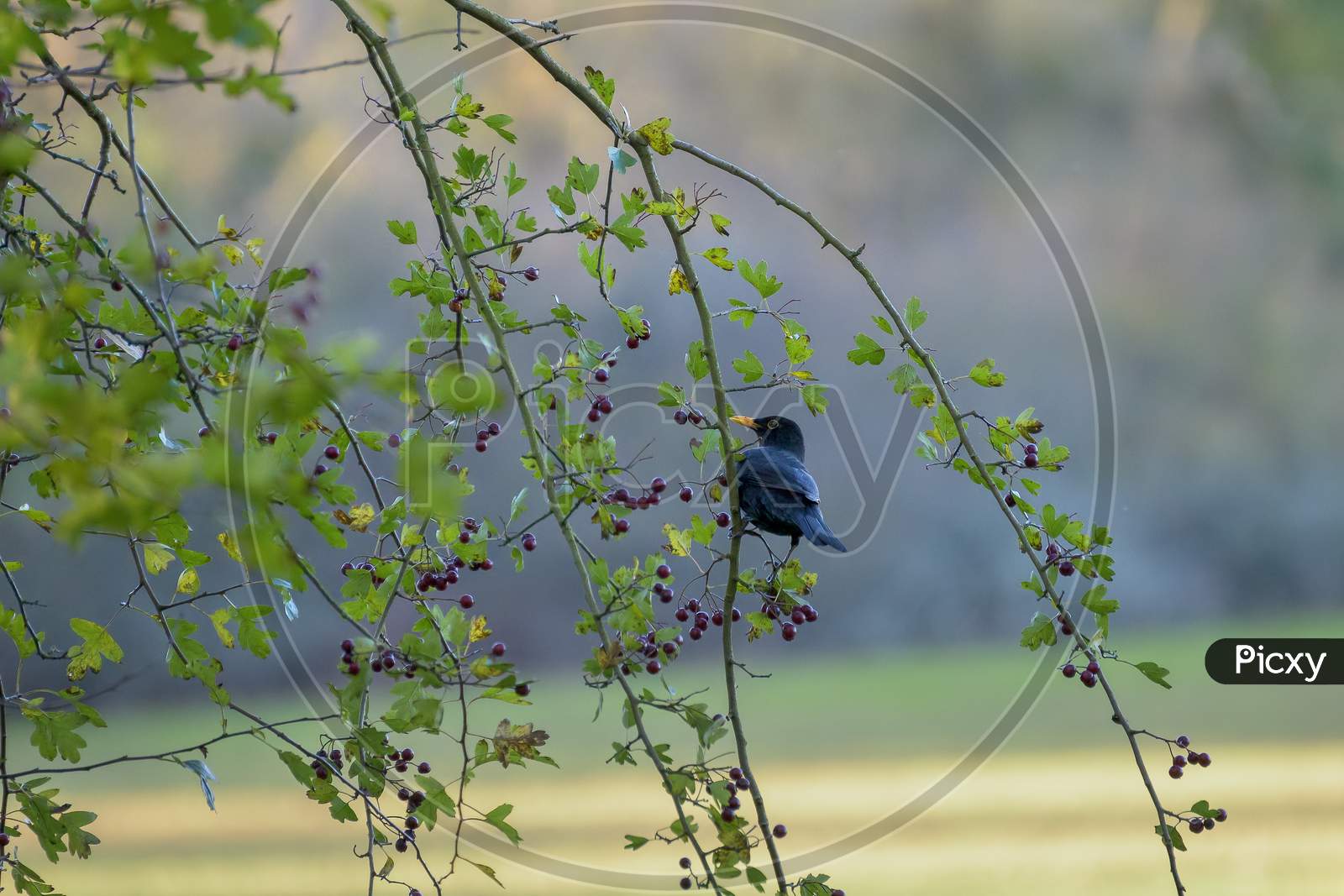 Blackbird (Turdus Merula) In A Hawthorn Tree Eating Berries