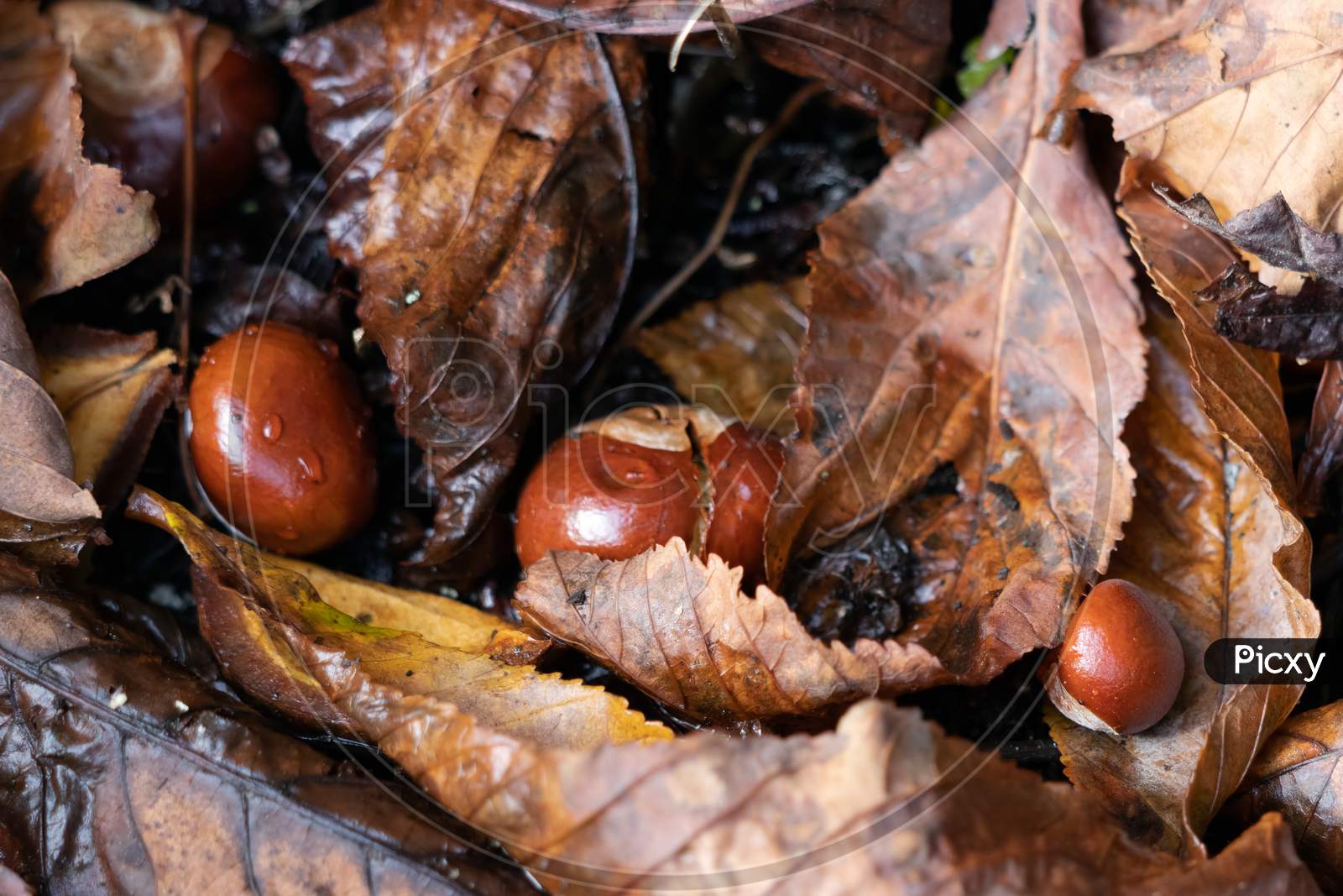 Ripe Fruit Of The Horse Chestnut Tree Commonly Called Conkers On The Ground