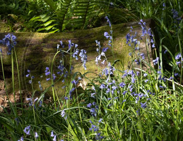 A Clump Of Bluebells Illuminated By Spring Sunshine