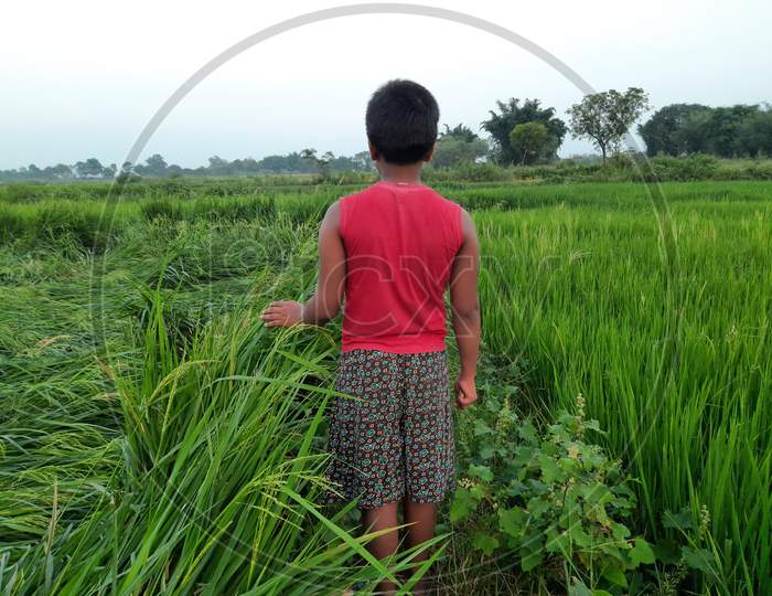 A boy is standing in a paddy field.