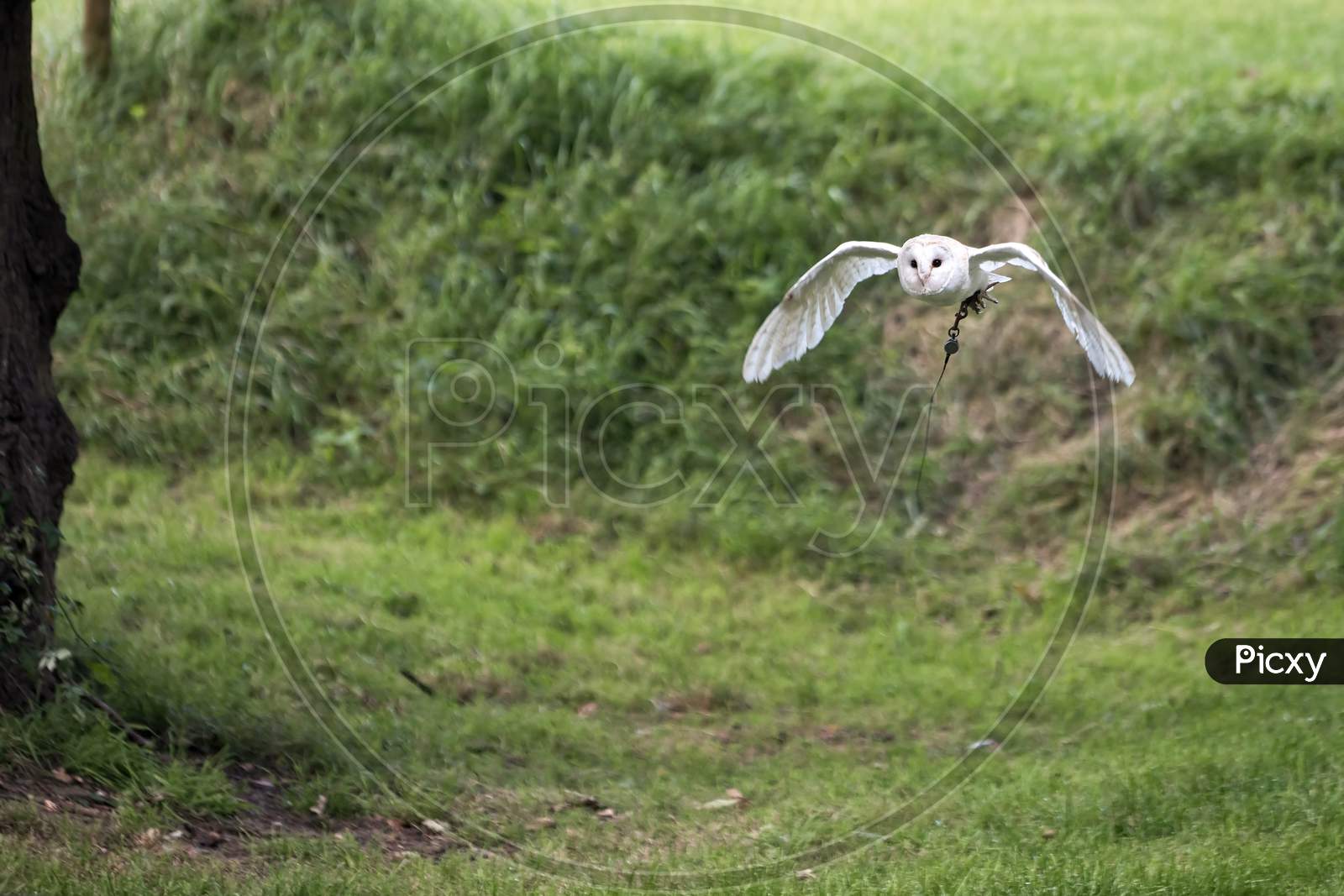 Barn Owl (Tyto Alba) In Flight