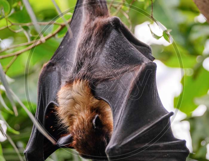 Fuengirola, Andalucia/Spain - July 4 : Flying Fox Bat (Pteropus) At The Bioparc In Fuengirola Costa Del Sol Spain On July 4, 2017