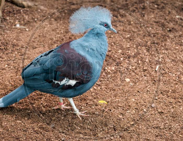 Southern Crowned Pigeon (Goura Scheepmakeri Sclateri)