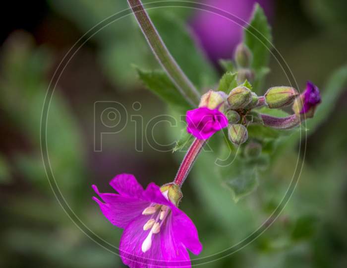 Vibrant Great Willowherb  (Epilobium Hirsutum) In Full Bloom