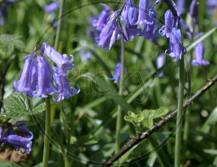Group Of Bluebells Flowering In Wepham Wood