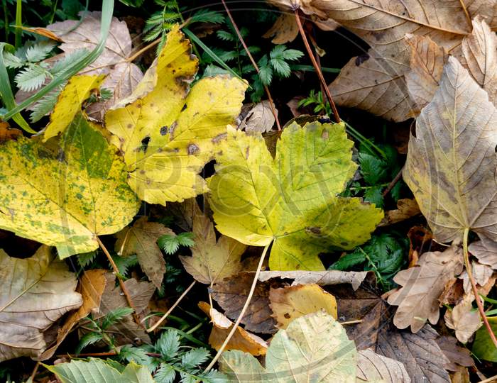 image-of-first-leaves-of-autumn-to-fall-on-the-ground-ls981072-picxy