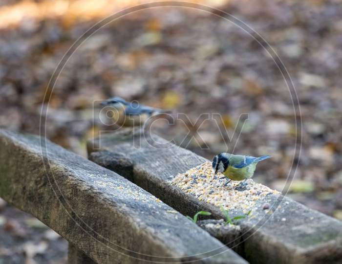 Blue Tit Feeding On Seed Spread Over A Wooden Seat