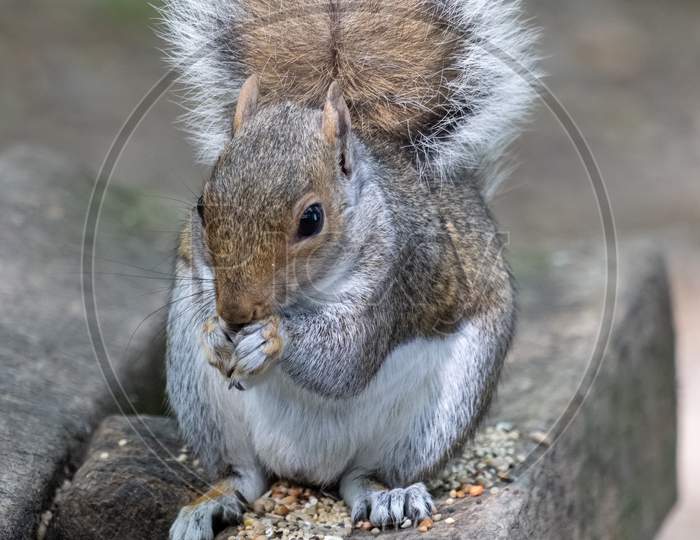 Grey Squirrel (Sciurus Carolinensis) Eating Seed On A Wooden Bench