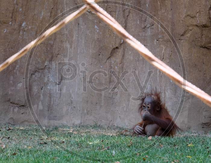 Fuengirola, Andalucia/Spain - July 4 : Baby Orangutan At The Bioparc Fuengirola Costa Del Sol Spain On July 4, 2017