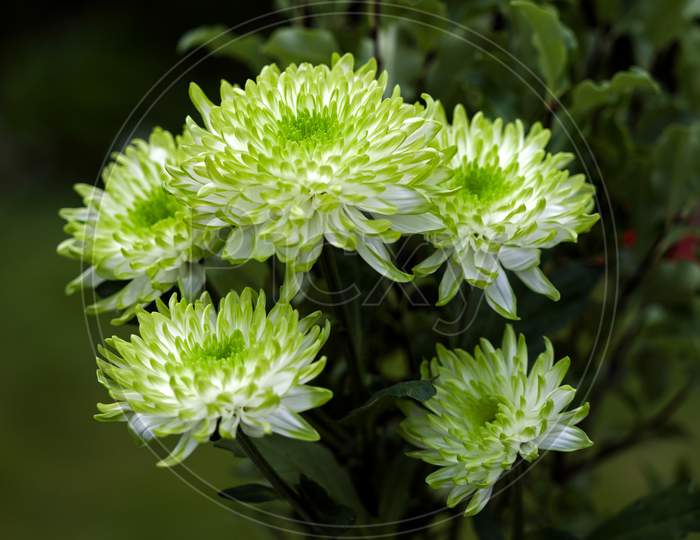 Bunch Of Unusual Green And White Chrysanthemums