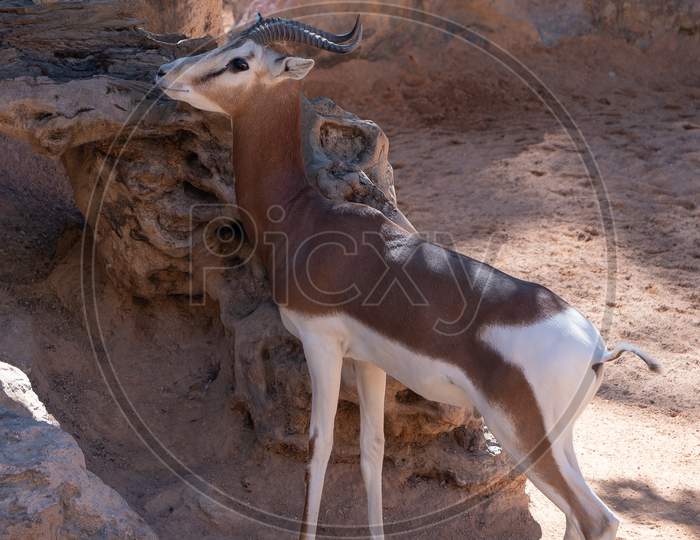 Valencia, Spain - February 26 : Mhorr Gazelle At The Bioparc In Valencia Spain On February 26, 2019