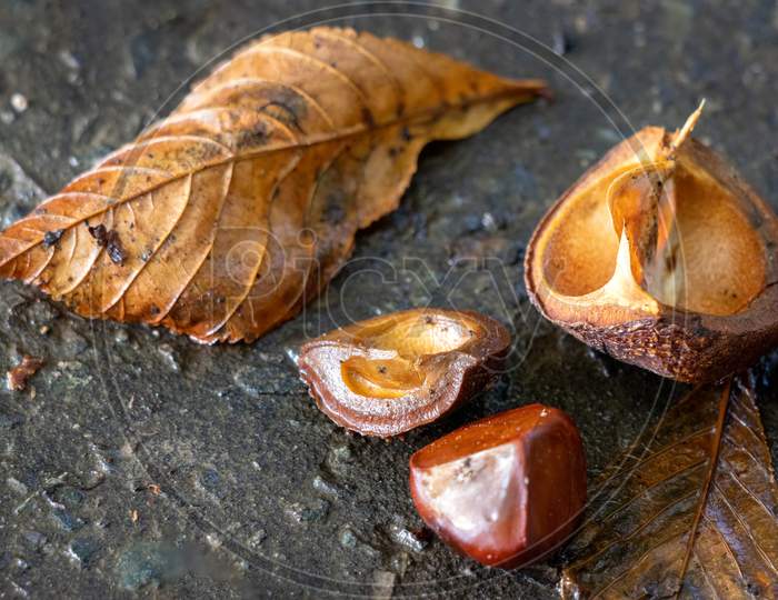 Ripe Fruit Of The Horse Chestnut Tree Commonly Called Conkers On The Ground
