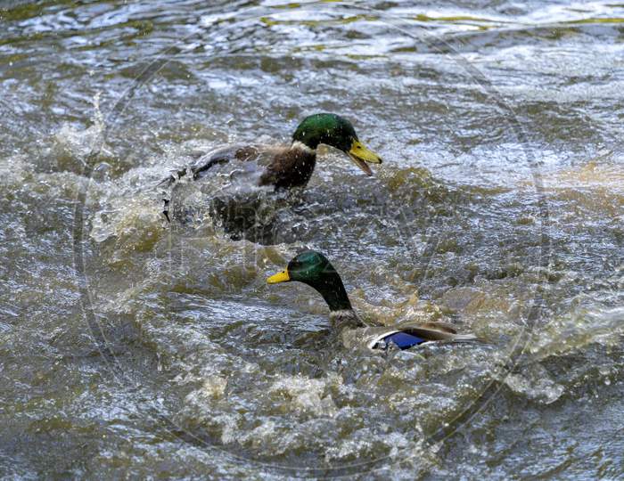 A Pair Of Mallards (Anas Platyrhynchos) Fighting On A Lake In Sussex