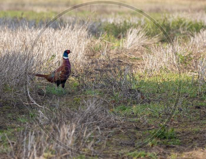 Common Pheasant (Phasianus Colchicus) Walking Across A Harvested Field In East Grinstead