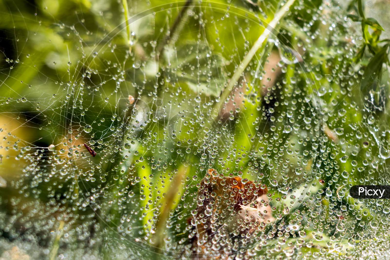 Spiders Web Glistening With Water Droplets After The Rain