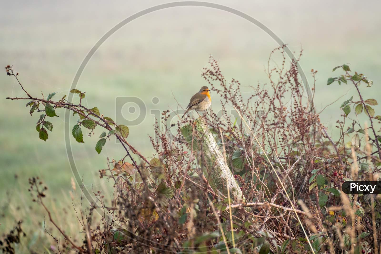 Robin Perched On A Wooden Post On A Misty Autumn Day