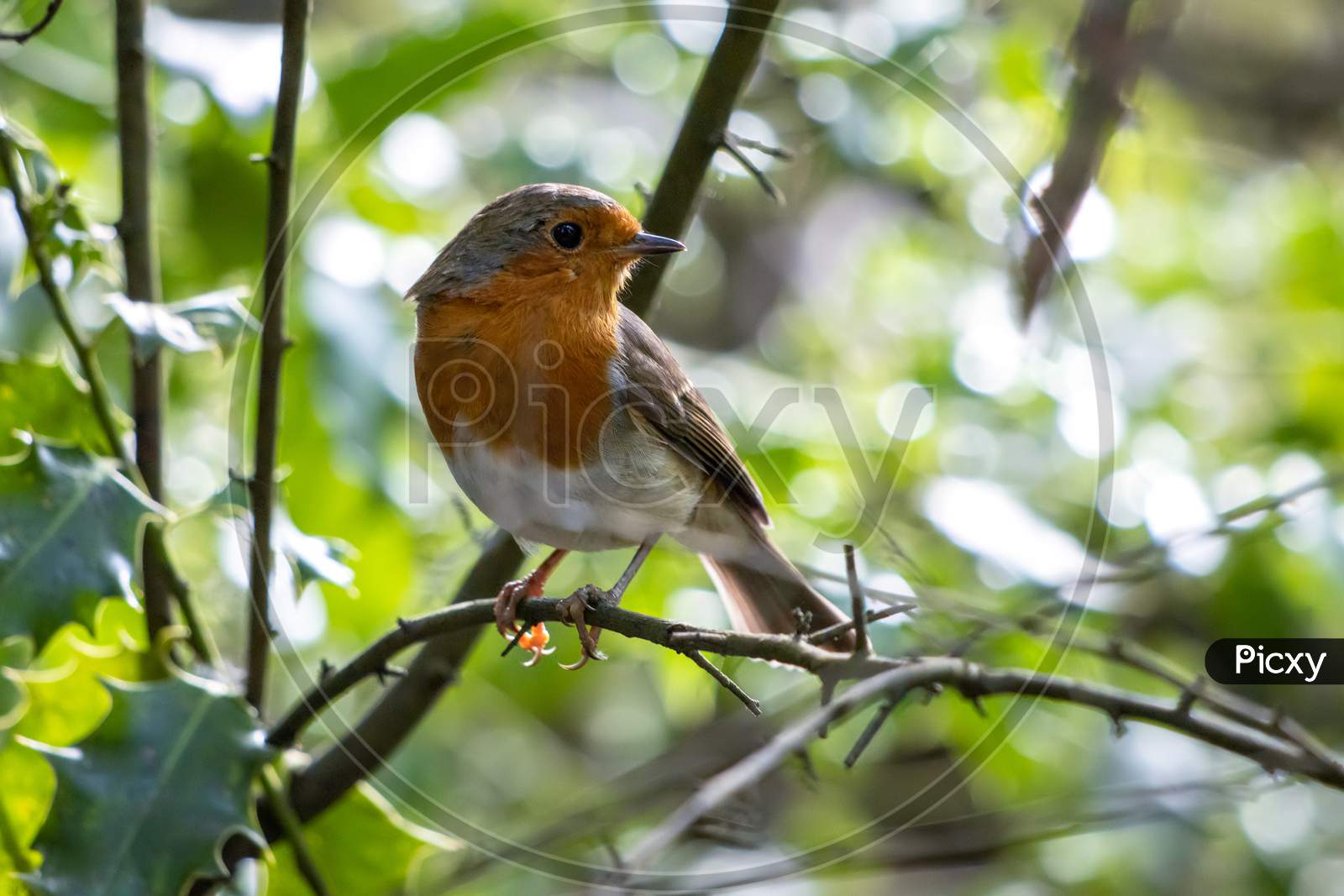 Robin Looking Alert In A Tree On A Summer Day