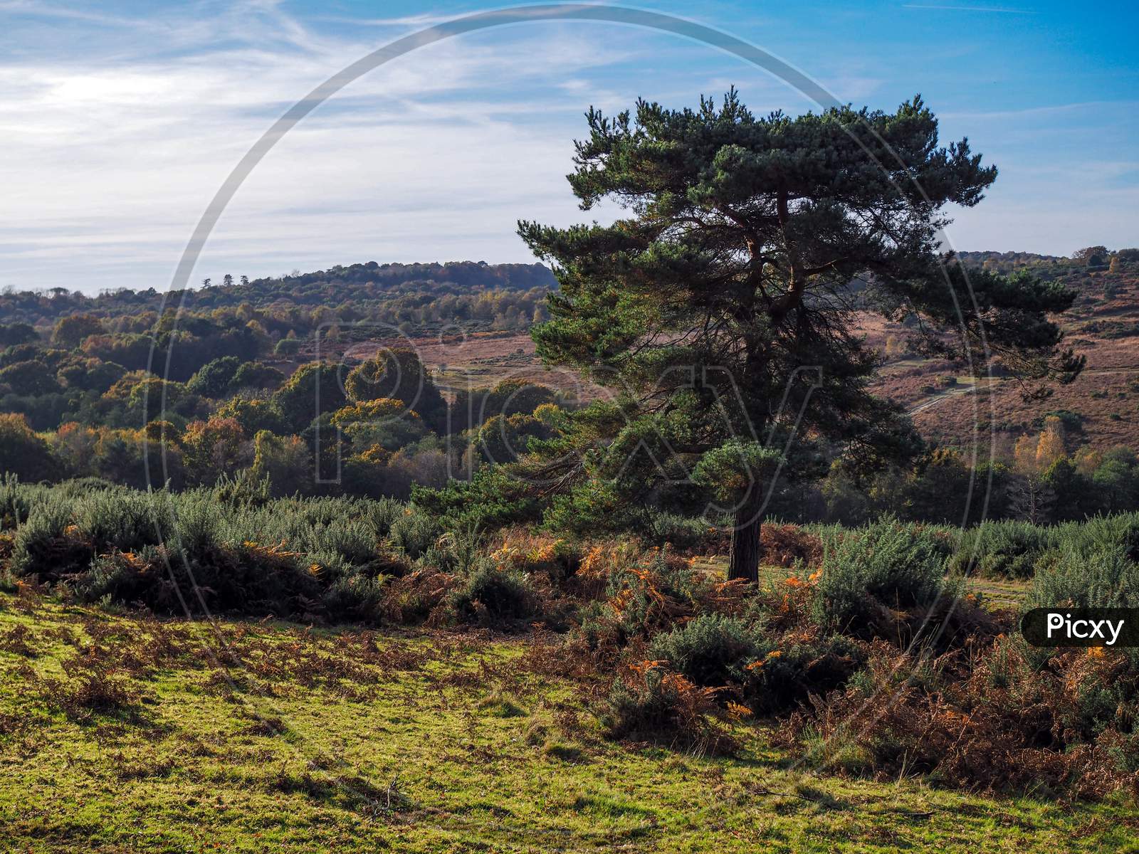 Scenic View Of The Ashdown Forest In Sussex