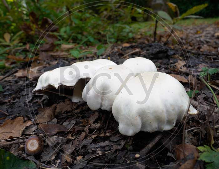 Mushrooms Growing In Sussex