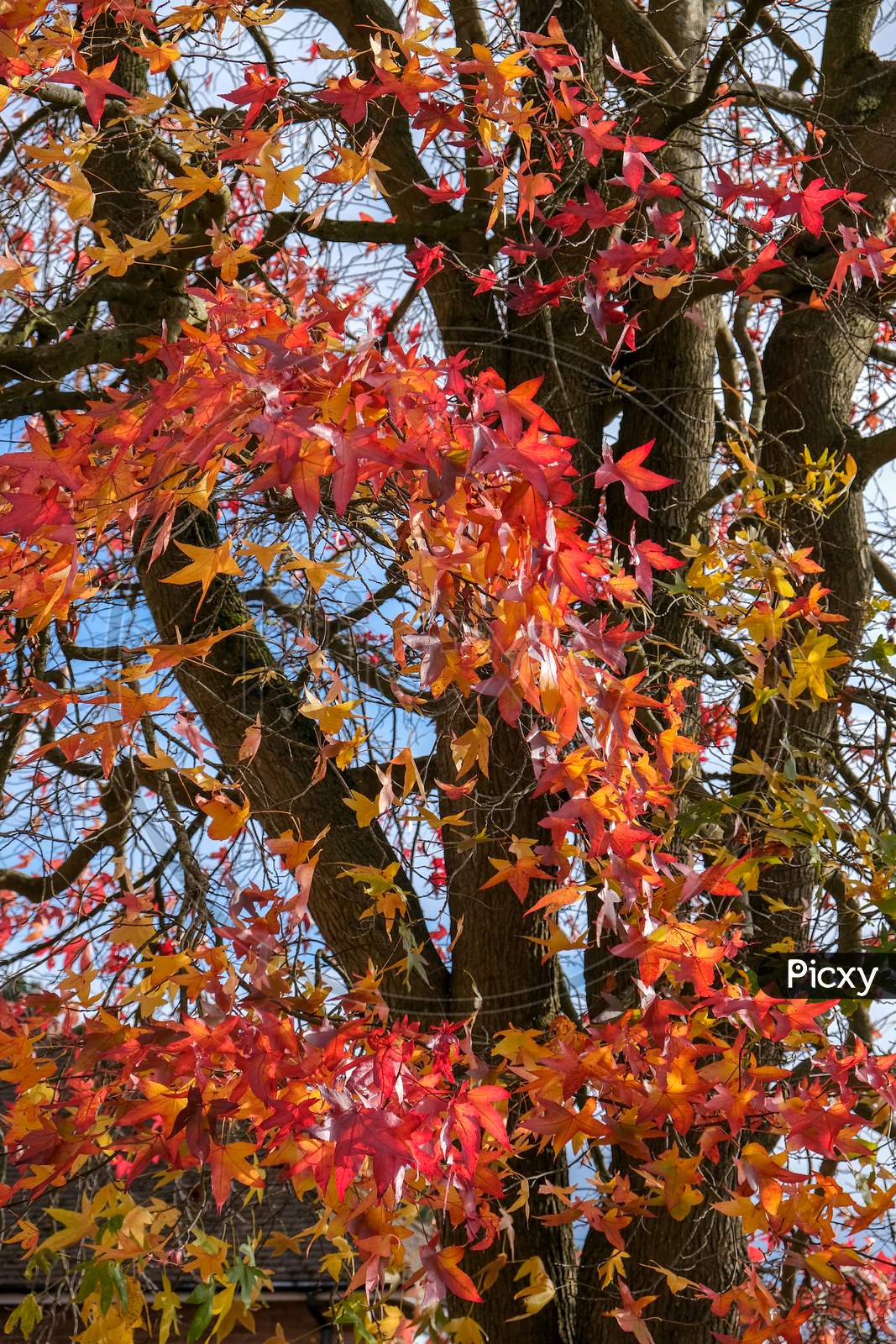 Autumnal Colours Of A Japanese Maple Tree In East Grinstead